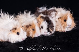 Adelaide Pet Photos, professional pet photography, Adelaide