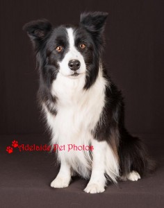 Collie4. Adelaide Pet Photos, dog and pet photography by Janet Coelho