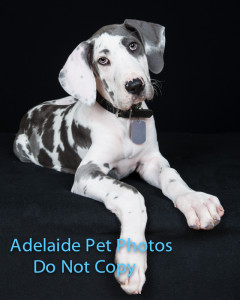 Adelaide Pet Photos by Janet Coelho